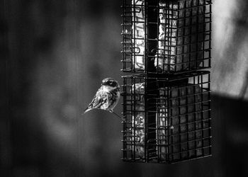 View of bird perching in cage