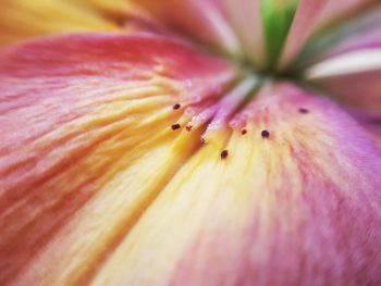 Extreme close-up of pink flower