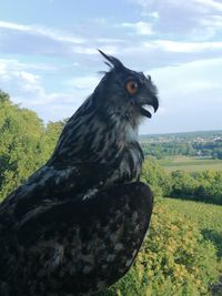 Close-up of a bird on field