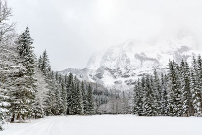 Pine trees on snowcapped mountains against sky