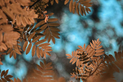 Close-up of maple leaves on tree