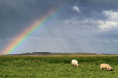 Scenic view of rainbow over field against sky