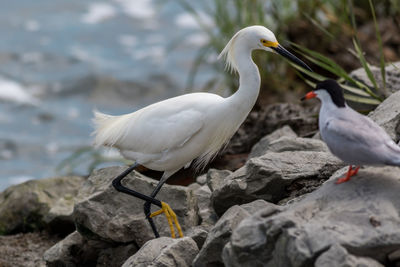 Seagulls perching on rock