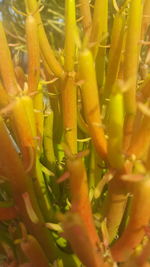 Close-up of yellow flower