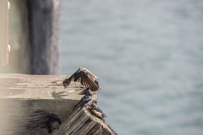 Side view of bird flying over wooden post