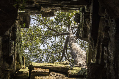 Low angle view of trees in forest