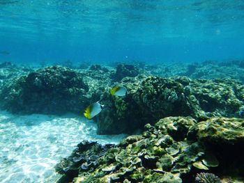 High angle view of fish swimming in sea