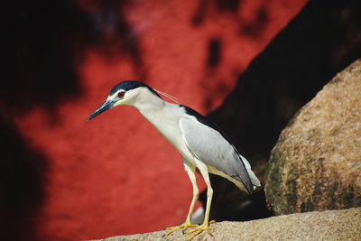Close-up of bird perching on rock