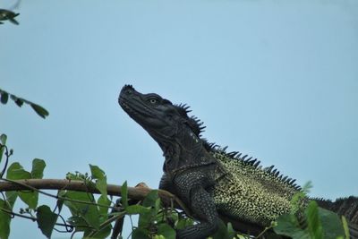 Low angle view of a lizard against clear sky