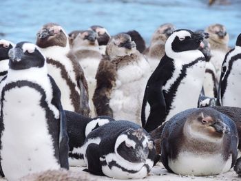 Close up of two cats