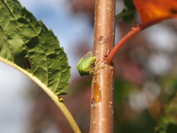 Close-up of plant