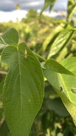 Close-up of insect on leaf