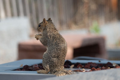 Squirrel sitting like a human