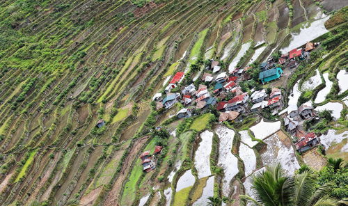 High angle view of agricultural field