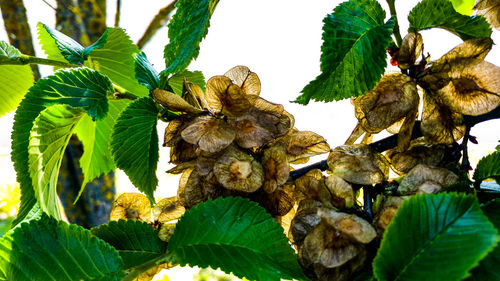 Low angle view of fruits growing on tree