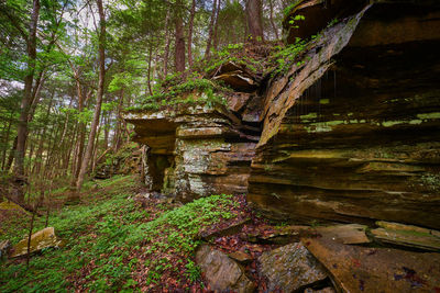 Plants and trees in forest