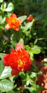 Close-up of red flowering plant