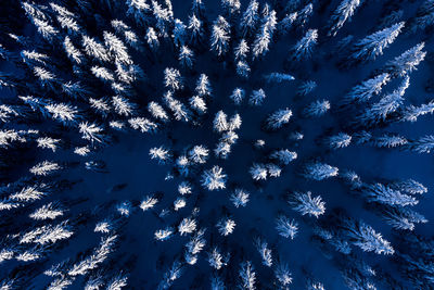 Low angle view of tree against sky