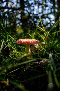 Close-up of fly agaric mushroom