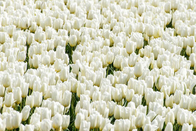 Full frame shot of white flowering plants