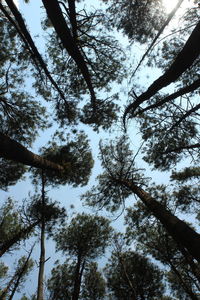 Low angle view of trees against sky