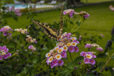 Close-up of butterfly pollinating on pink flower