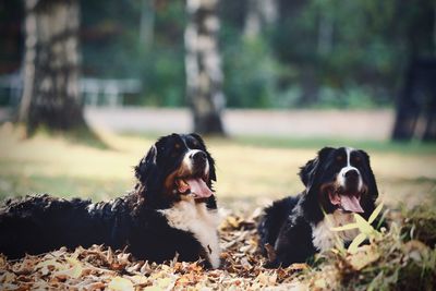 Two bernese mountain dogs in autumn