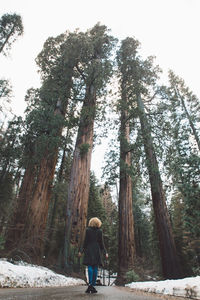 Rear view of woman standing amidst trees in forest