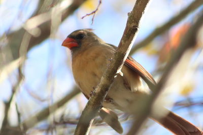 Close-up of bird perching on branch