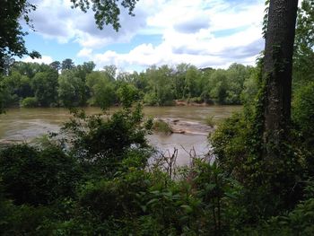 Scenic view of lake in forest against sky