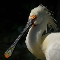 Close-up of white bird