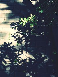 Low angle view of plants