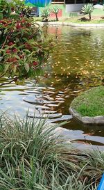 Plant growing in water