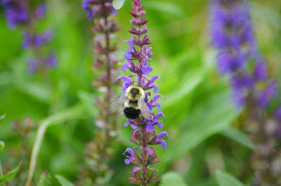 Close-up of bee on purple flowers