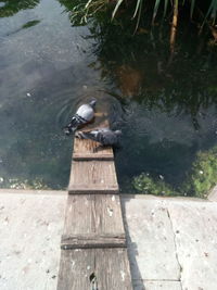 High angle view of bird perching on lake