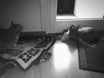 Cat sitting on hardwood floor