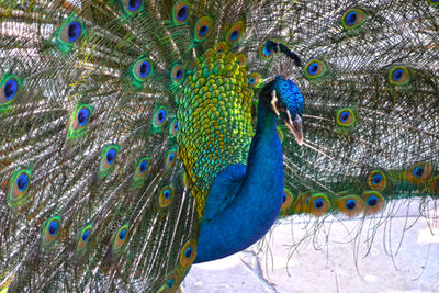 Close-up of peacock