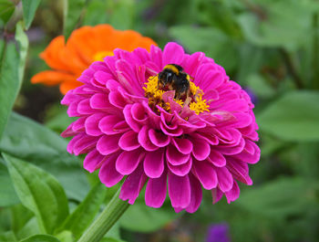 Close-up of insect on pink flower