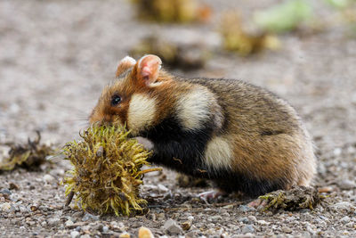 Close-up of an animal on rock