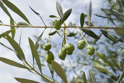 Low angle view of fruits on tree