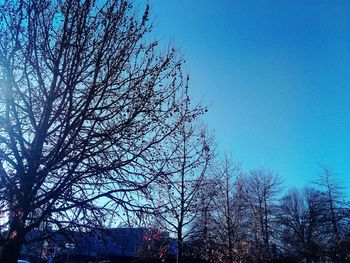 Low angle view of bird on tree against sky