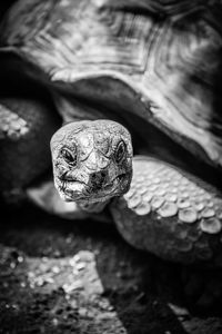 Close-up of a turtle