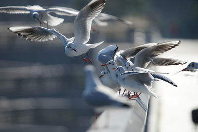 Flock of seagulls flying