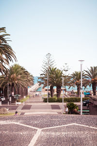 Palm trees by swimming pool in city against clear sky