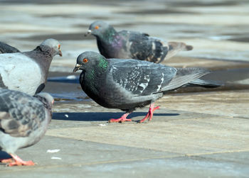 Close-up of bird in water