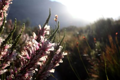 Close-up of flowering plant against cloudy sky