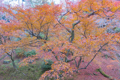 Close-up of autumn tree