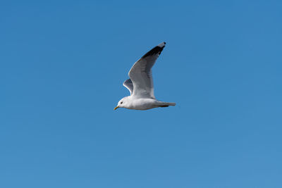 Low angle view of seagull flying in sky