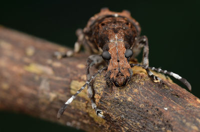 Close-up of insect on metal