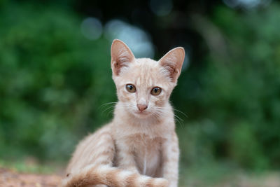 Portrait of ginger cat outdoors